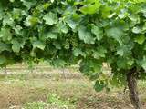 Espèce de Gros Manseng! a la découverte des Vins des Côtes de Gascogne