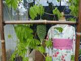 Souvenir du Japon: concombre amer (goya)