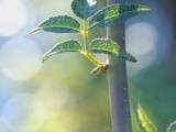 Tout vert