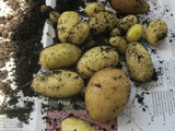 Faites pousser des pommes de terre
