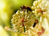 Pourquoi les abeilles sont-t-elles indispensables à notre planète