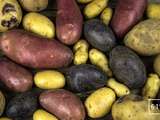 Différentes pommes de terre et leur usage
