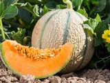 Légume fruit ig bas de septembre