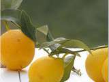 Citron (Citrus limon l.)