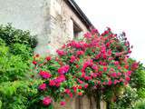 Chédigny, un village plein de roses