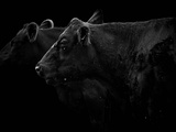 Black Angus d’Irlande : une viande d’exception pour les amateurs de goût