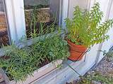 Planter des herbes aromatiques sur son balcon