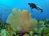 Spots et des conseils pour une plongée aboutie en Polynésie