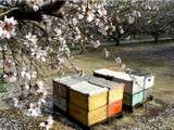Video / Le mystère de la disparition des abeilles / Arte.tv