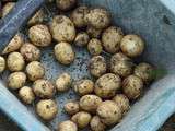 Dis tu connais les pommes de terre primeur de Noirmoutier