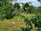 Ferme de Vertessec, élevage de poulet fermier dans le Médoc
