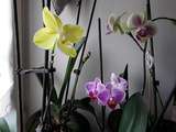 Engrais naturel pour orchidées
