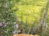 Tarte aux poireaux