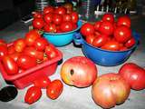 Dernières récoltes de tomates