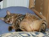 Perdu Babou, 7 kg de bon gros chat un peu sauvage