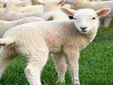 Pétition : Non à la fourrure  breit  en peau de fœtus d'agneau
