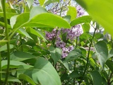 Première floraison de mon lilas et 2ème de mon muguet