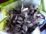 Récolte de champignons grisets (petits gris), faciles à reconnaitre
