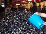 Record d'ingestion de fragments de plastique à Lille