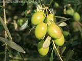 Huile d’olive de La Vernède… les papilles sont à la fête