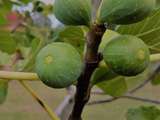 Confiture ou marmelade de figues à l’ancienne aux noix
