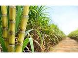 Découverte du code génétique pourrait augmenter la production de canne à sucre