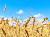 Lancement d'un fongicide pour le blé en Europe