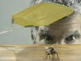 L’invasion des mouches dans votre cuisine : les astuces pour les éviter