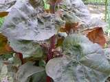 Salade Végétale Fruitée en Neige de Chavignol - Vinaigre à la Pulpe de Cassis