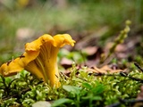 Secret des girolles : de la forêt à votre assiette