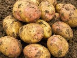 King Edward potato (la pomme de terre anglaise)
