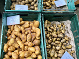 Légumes du jardin potager écossais