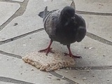 Petit déjeuner de Coco, le pigeon miraculé