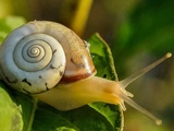 Que mangent les escargots de nos jardins ? La réponse va vous surprendre