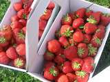 Récolte de fraises