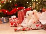 10 chiens qui ne peuvent pas attendre pour déchirer le cadeau de Noël