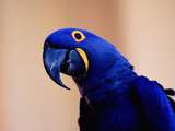 8 principales espèces de perroquet bleu à garder comme animaux de compagnie