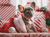 Cadeaux de Noël pour les chiens et les amoureux des chiens