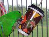 Comment empêcher les perroquets et autres oiseaux de contracter b