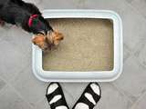 Comment empêcher votre chien de manger de la litière