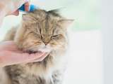 Comment prendre soin de l’hygiène de votre chat? – Boutique en ligne zoolo
