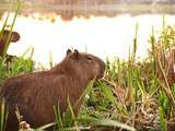Garder et prendre soin des capybaras comme animaux de compagnie