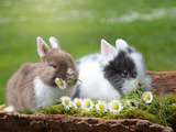 Garder et prendre soin des lapins comme animaux de compagnie