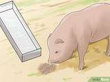 Garder et prendre soin des porcs à ventre pot comme animaux de compagnie