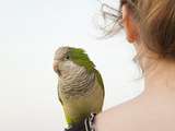 Maladies zoonotiques que les gens peuvent attraper des oiseaux de compagnie