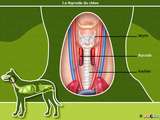 Problèmes de thyroïde chez les chiens et les chats