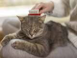 Quelle est la meilleure façon de peigner le pelage d’un chat? Découvrez notre dans