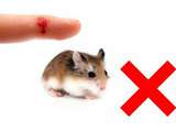 Raisons pour lesquelles les hamsters mordent et comment les arrêter