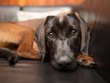 Sinusite chez les chiens: symptômes, causes et traitements