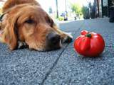 Tomates sont-elles sans danger pour les chiens